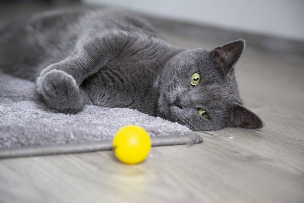 russian blue cats have emerald green eyes 