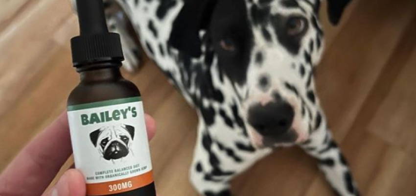Image of a calm dog sitting on the ground, accompanied by our CBD Oil For Dogs product.