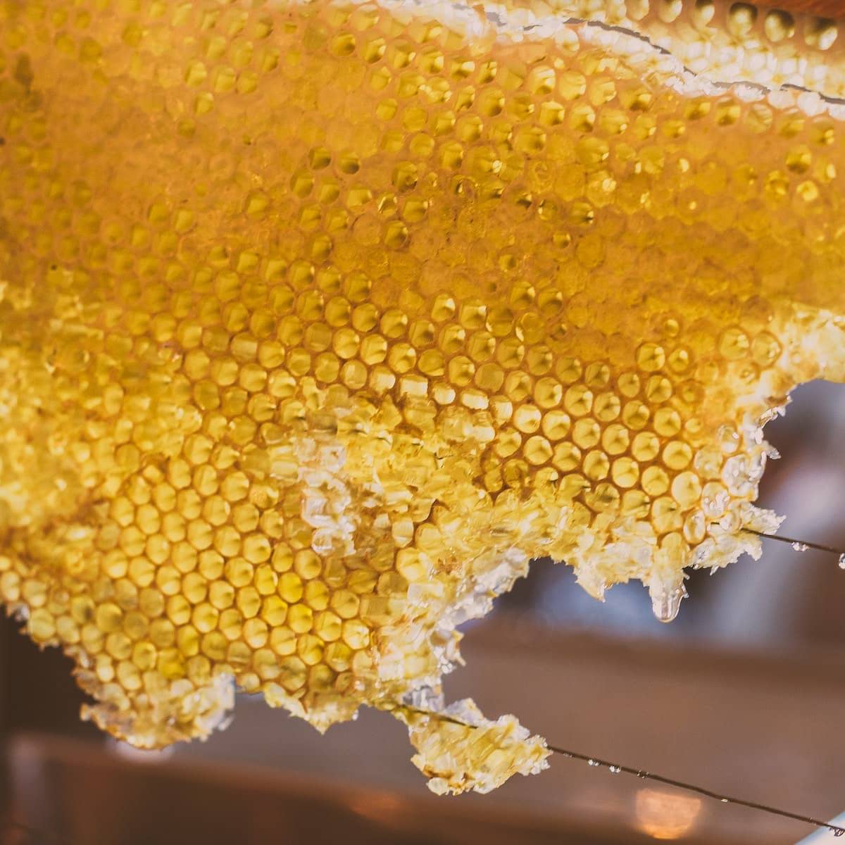 Beeswax Honeycomb Absolute