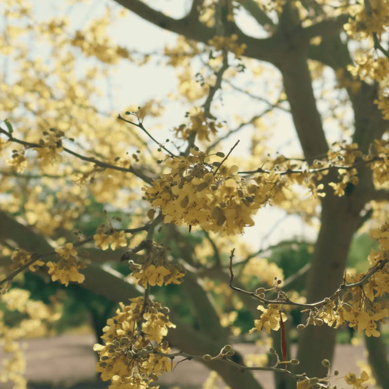 The cheery yellow blossoms of the palo verde trees add to a pastel desert garden color palette.