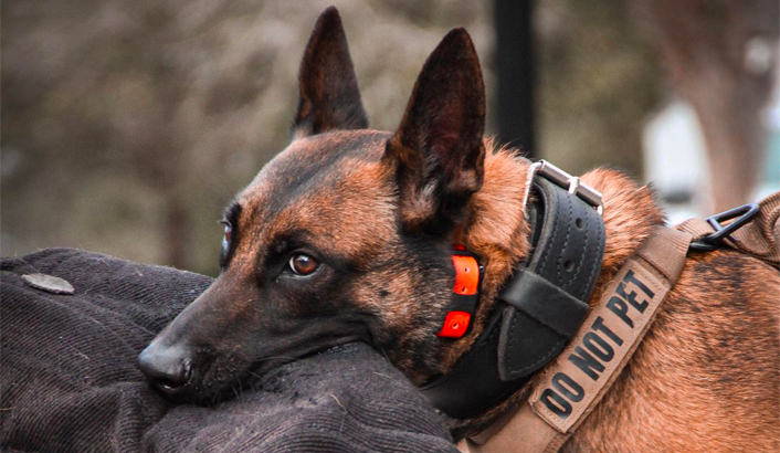E-Collars are comfortable for any working dog.