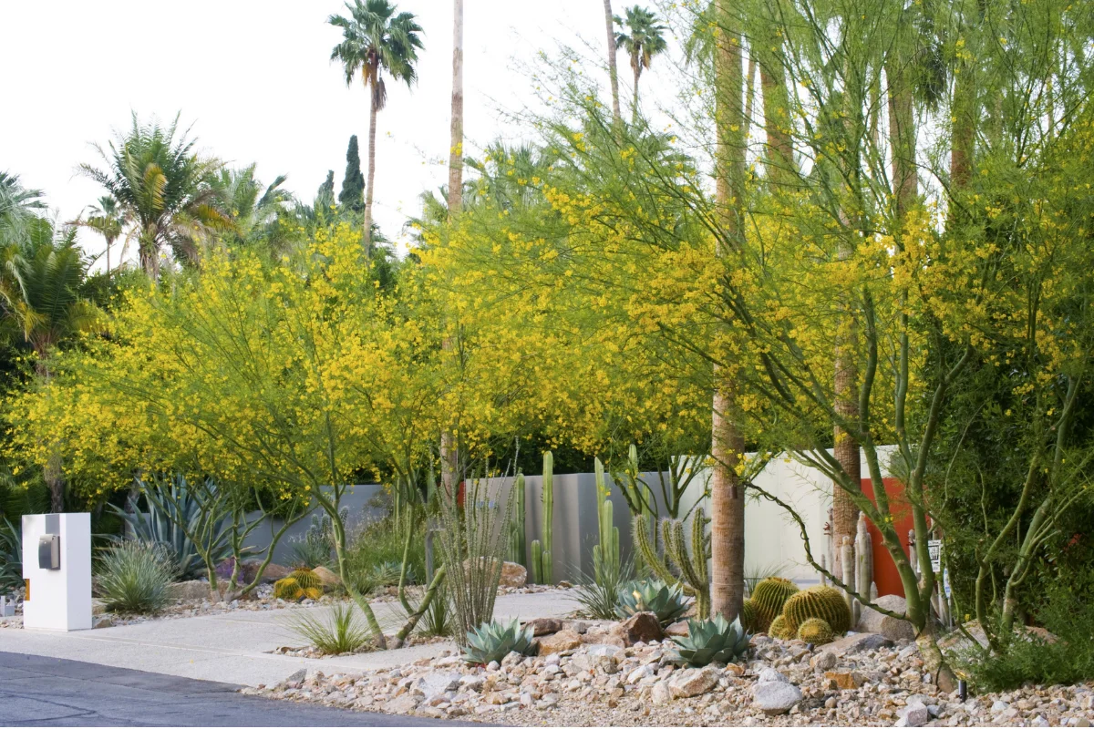 Thornless Cascalote (Caesalpinia cacalaco 'Thornless') displaying bright yellow blooms in a drought-tolerant Arizona residential landscape.