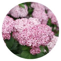 Photo of Incrediball® Blush Smooth Hydrangea
