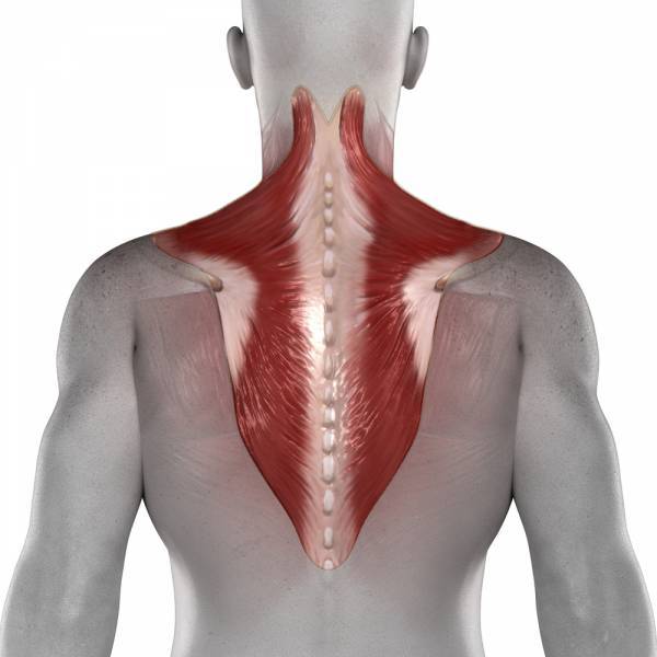 pureposture, posture, spinal alignment, trapezius, traps