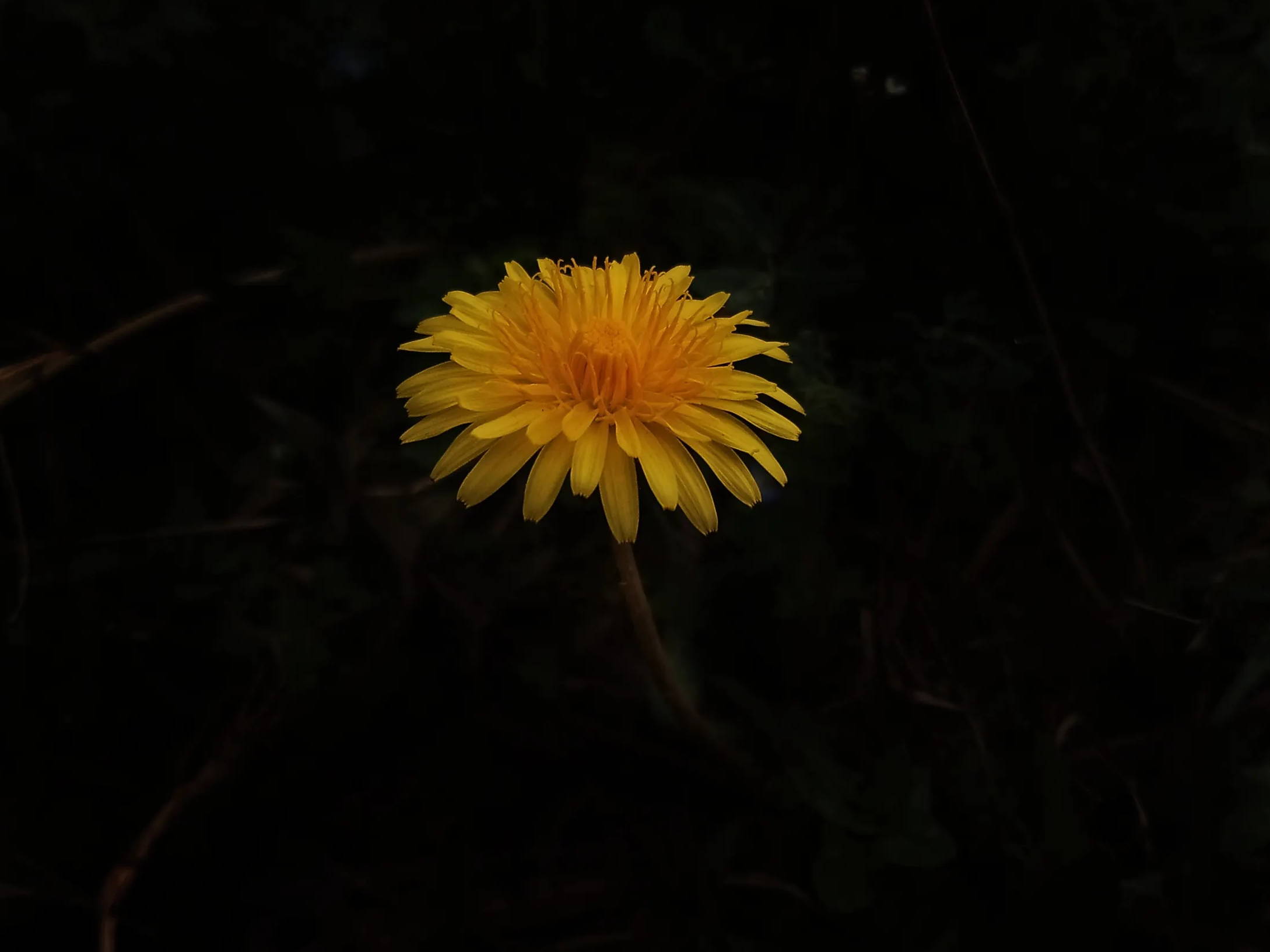 Yellow dandelion against a black background