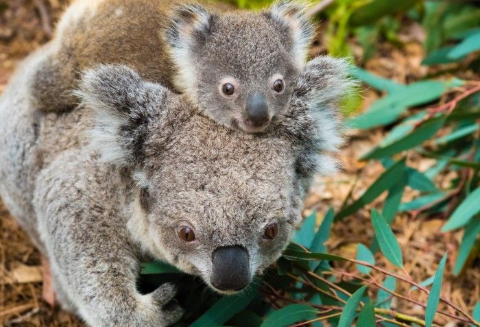 Australian Koalas