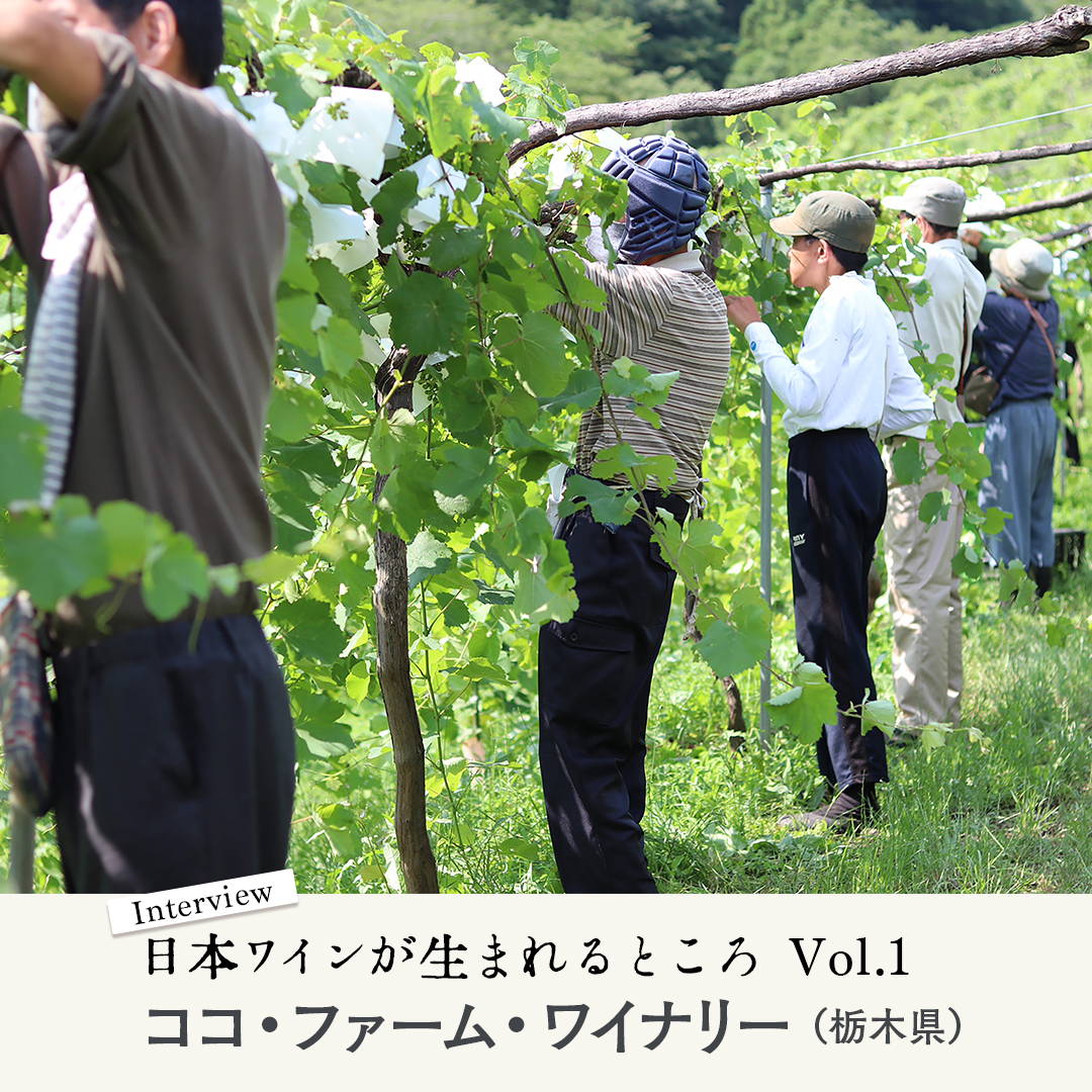 シリーズ・日本ワインが生まれるところ。 Vol.1 『ココ・ファーム・ワイナリー』にインタビュー！