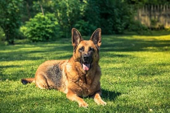 A tan German Shepherd lays down in green grass