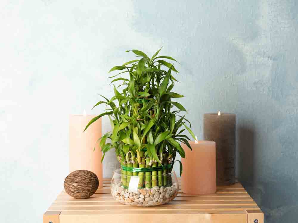 Bamboo House Plant
