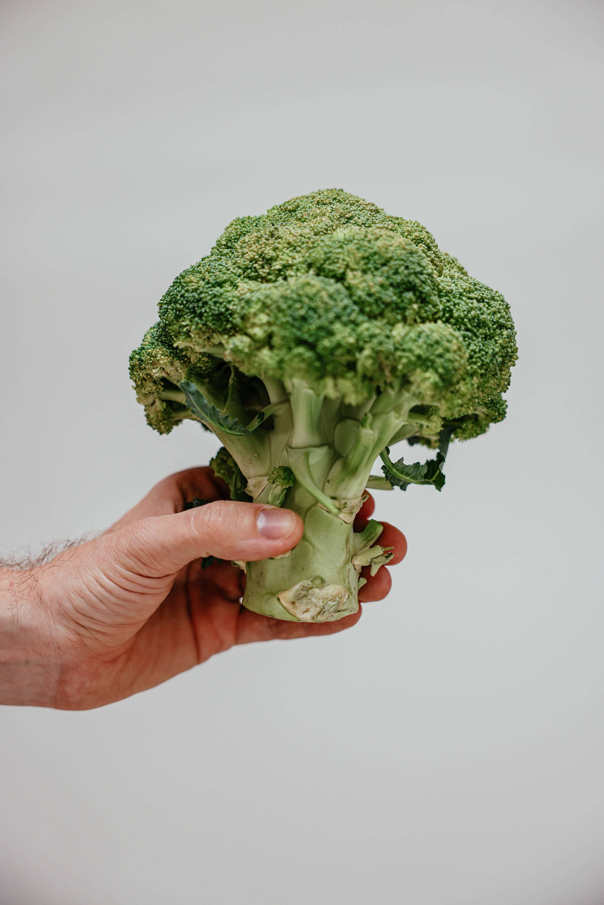 Hand holding a broccoli