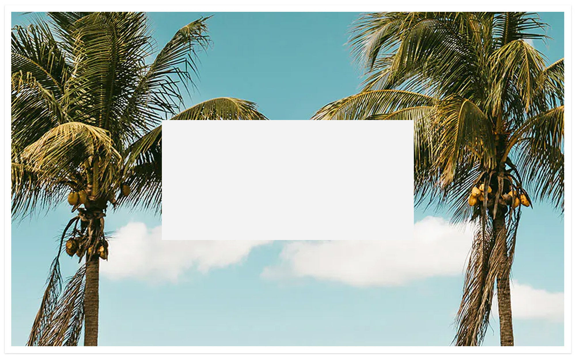 Two palm trees against a blue sky with a blank white rectangle.