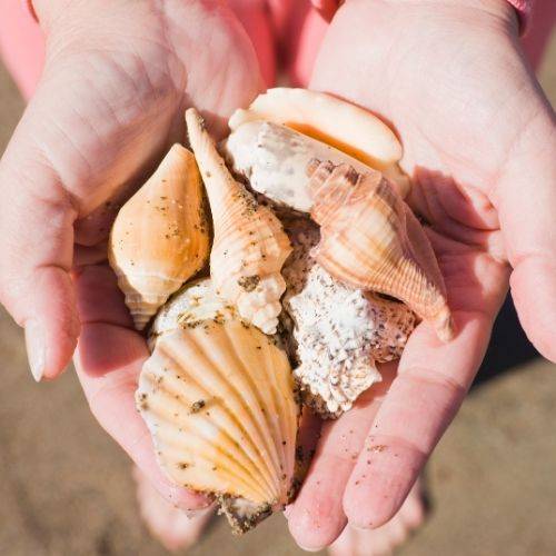Beach Tourists Who Collect Shells May Be Harming the Environment