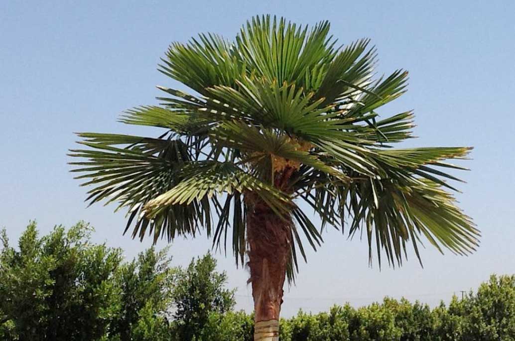 Windmill Palm Tree for Sale