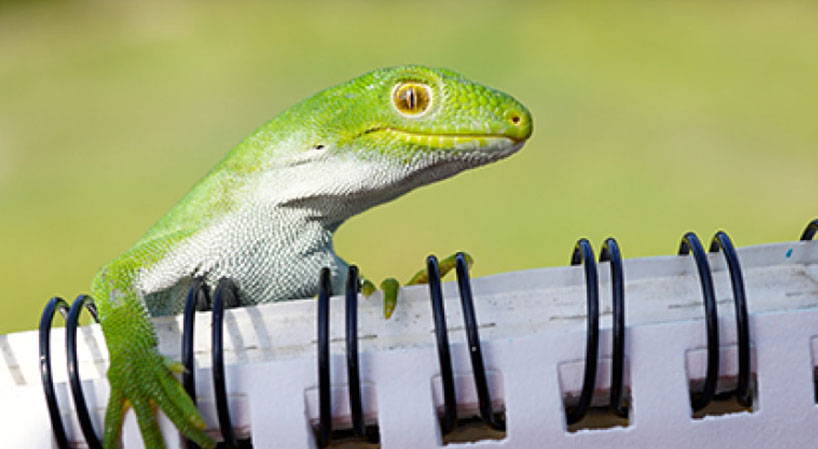 HealthPost Nature Trust species focus: The Nelson Green Gecko