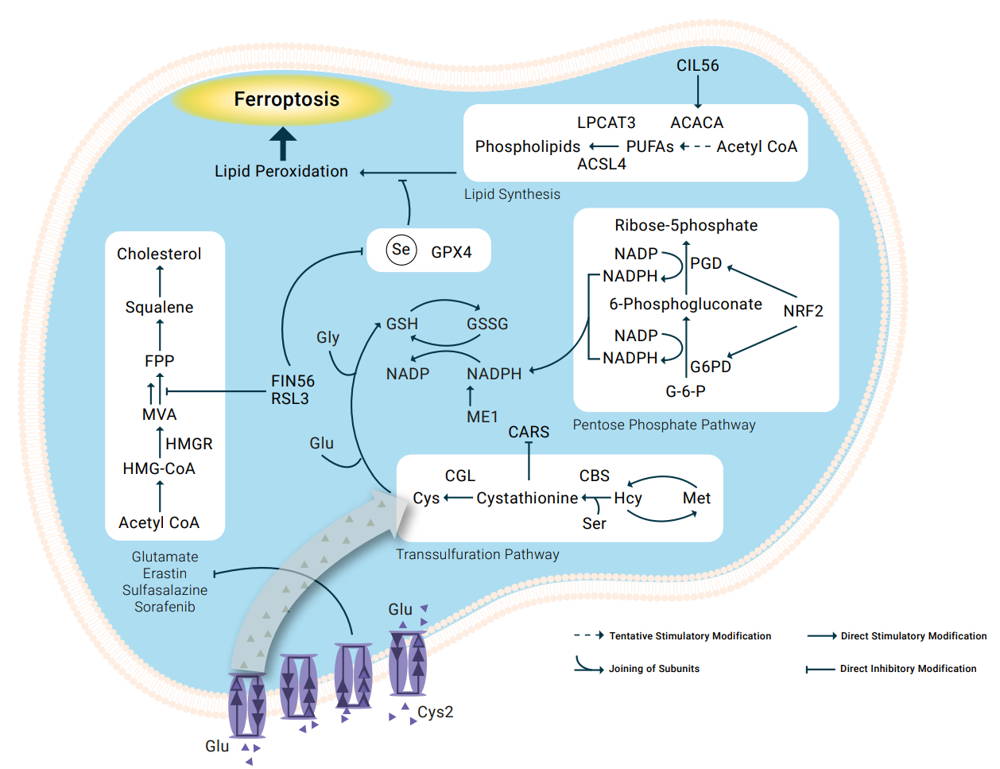 Ferroptosis assay kits from Assay Genie for measuring lipid peroxidation, iron and glutathione