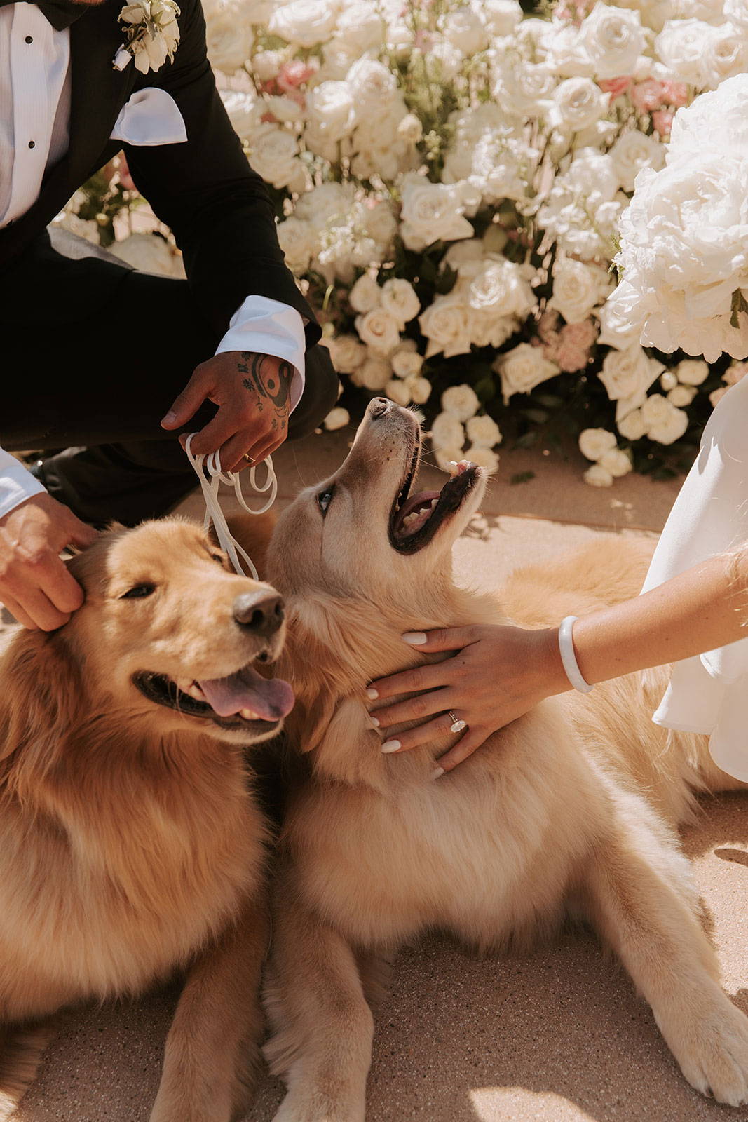 Deux golden retrievers avec les mariés