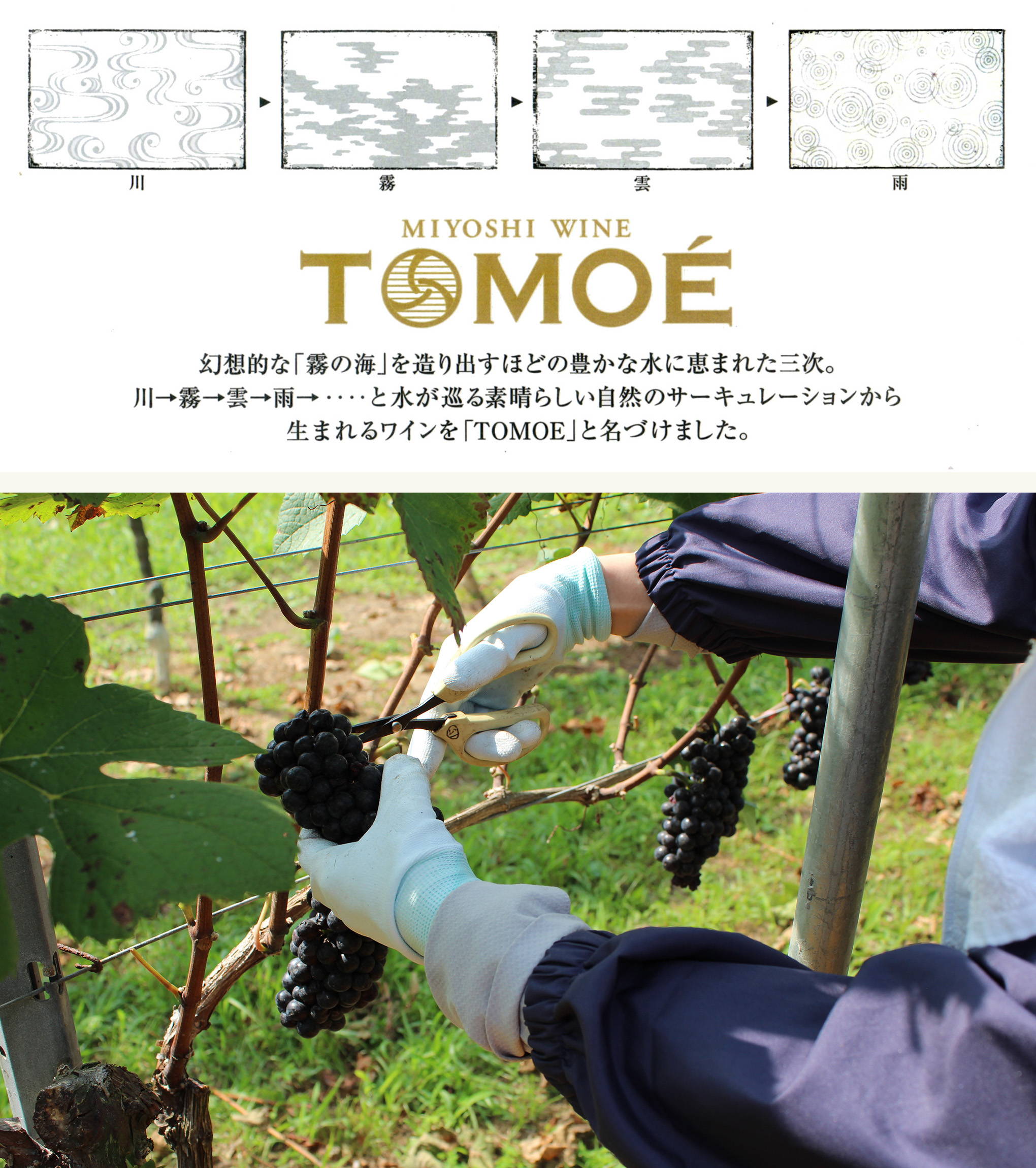 豊かな水に恵まれた三次が発信する『TOMOÉ』ブランド。幻想的な