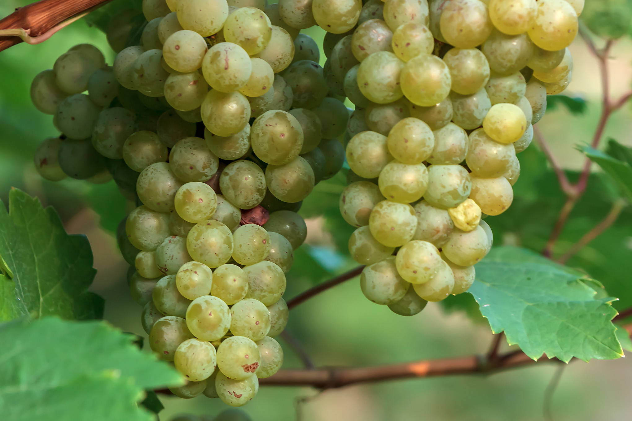ドイツ系白ブドウ品種、ケルナー。香り高く栽培適性が広い、有望品種に期待が高まる！