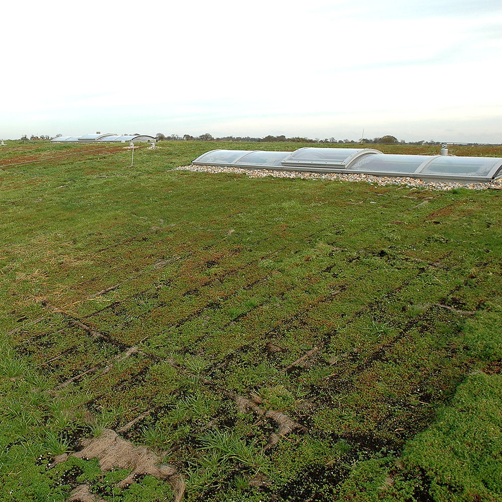 Adnams Distribution Centre sedum grass roof close up.