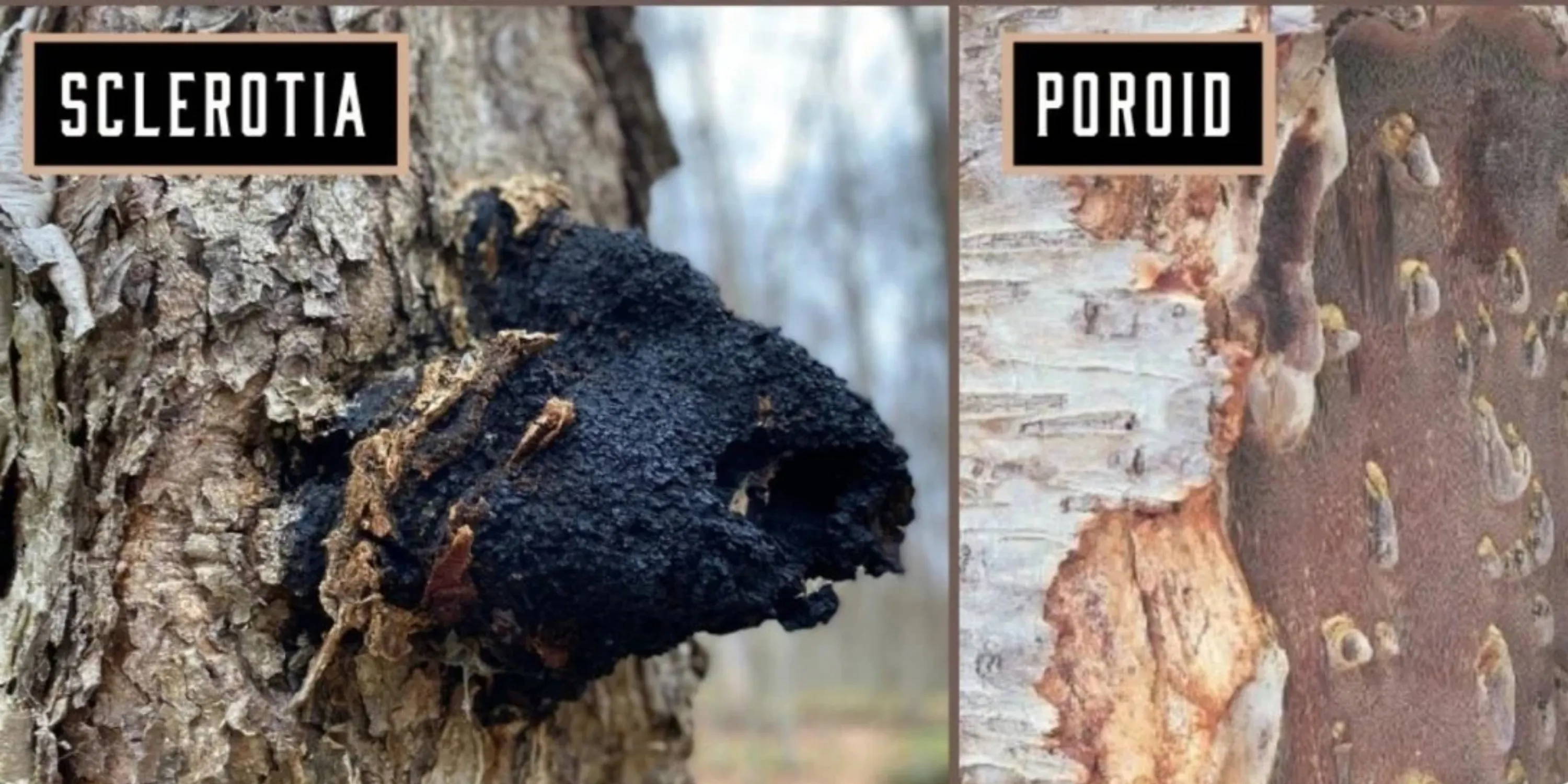 An Inonotus obliquus poroid and chaga sclerotia or conk pictures next to each other.