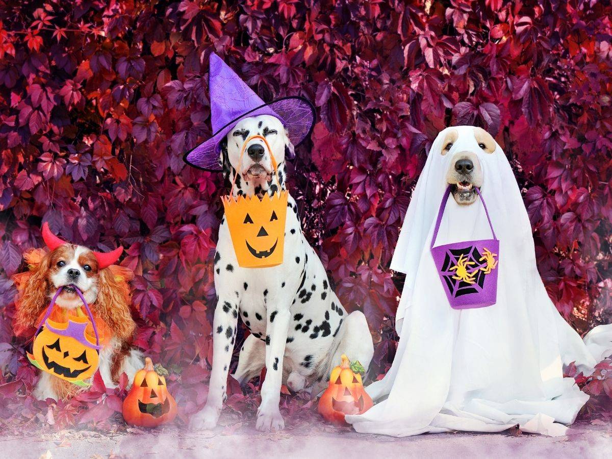 halloween games for pets - hunting treasures