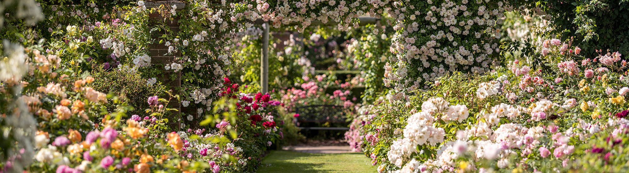 David austin rose garden and plant centre