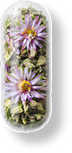 A transparent capsule containing dried flowers and herbs.