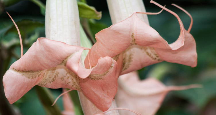 Engelentrompet: Hemels geurende bloemen