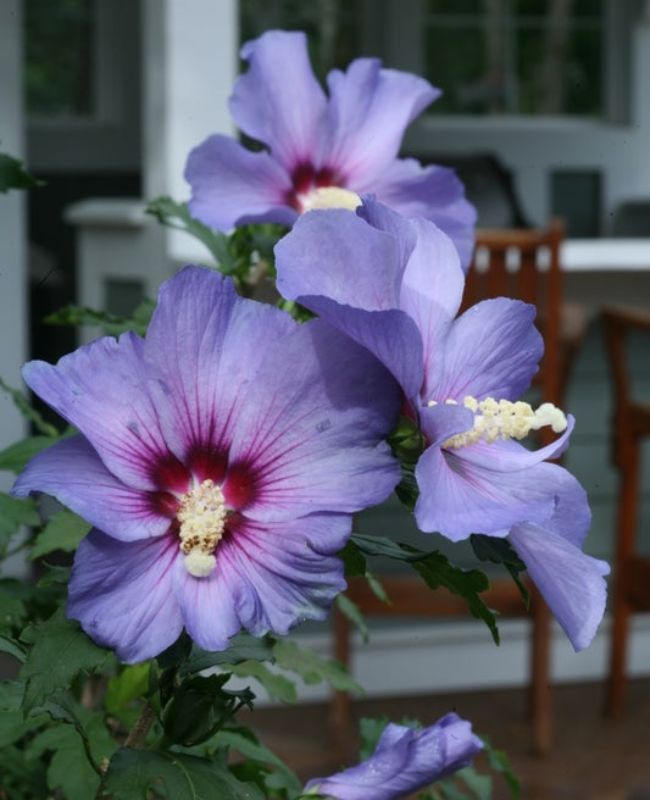 Photo of Azurri Blue Satin® Rose of Sharon