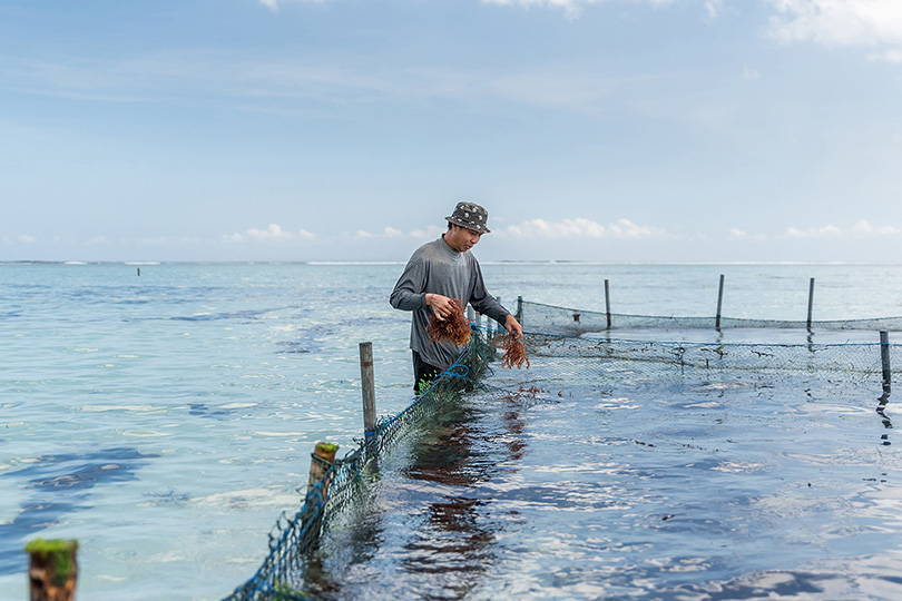 ocean farming of seaweed