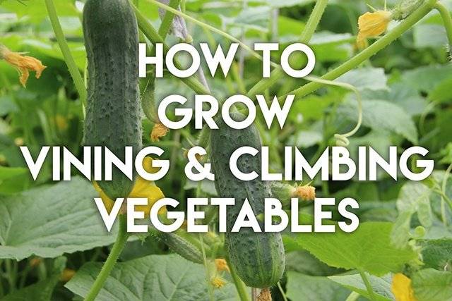 Grow the BEST Vining Veggies!