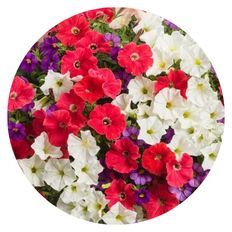 Photo of With Liberty Hanging Basket