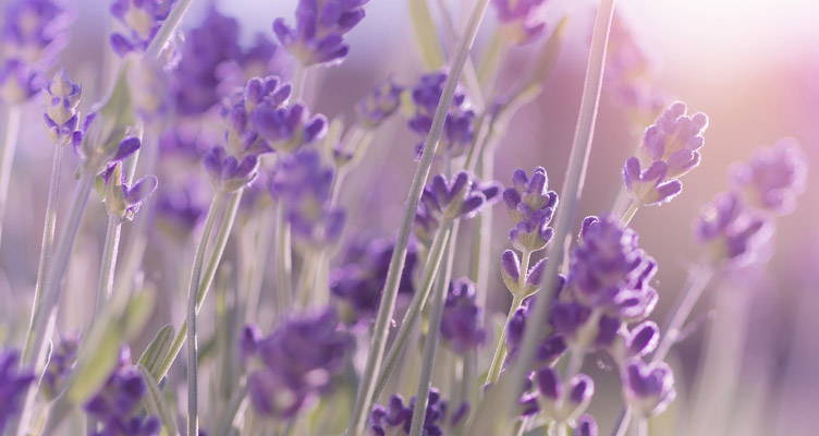 Top 10 vaste planten