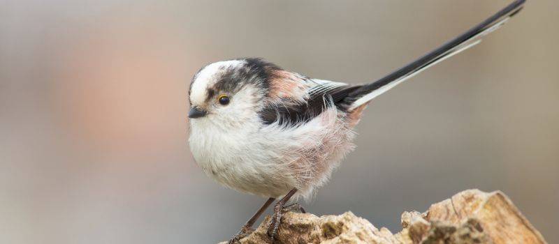 Long Tailed Tit on tree branch