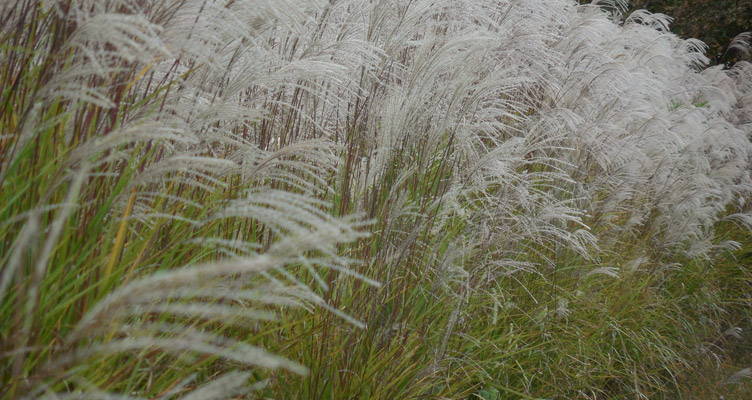 Magic Of Waving Grasses