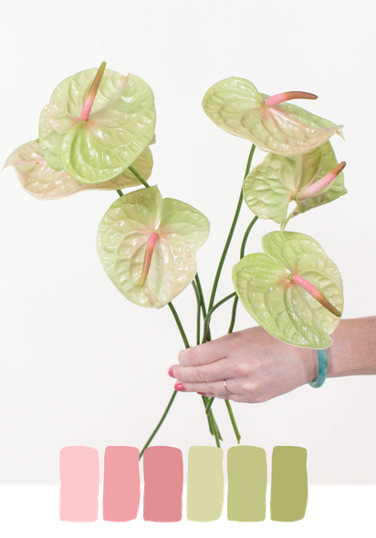 pistache anthurium