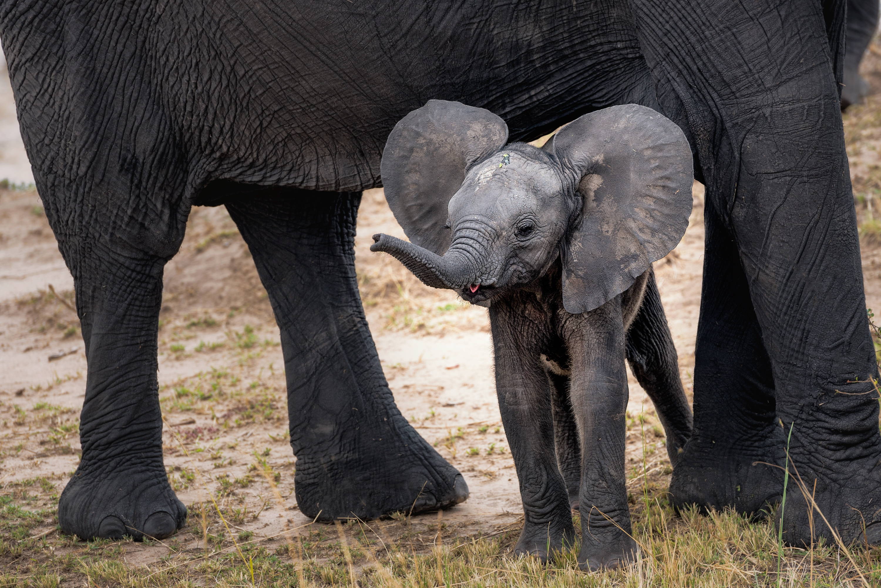 Baby elephant starts walking right after being born