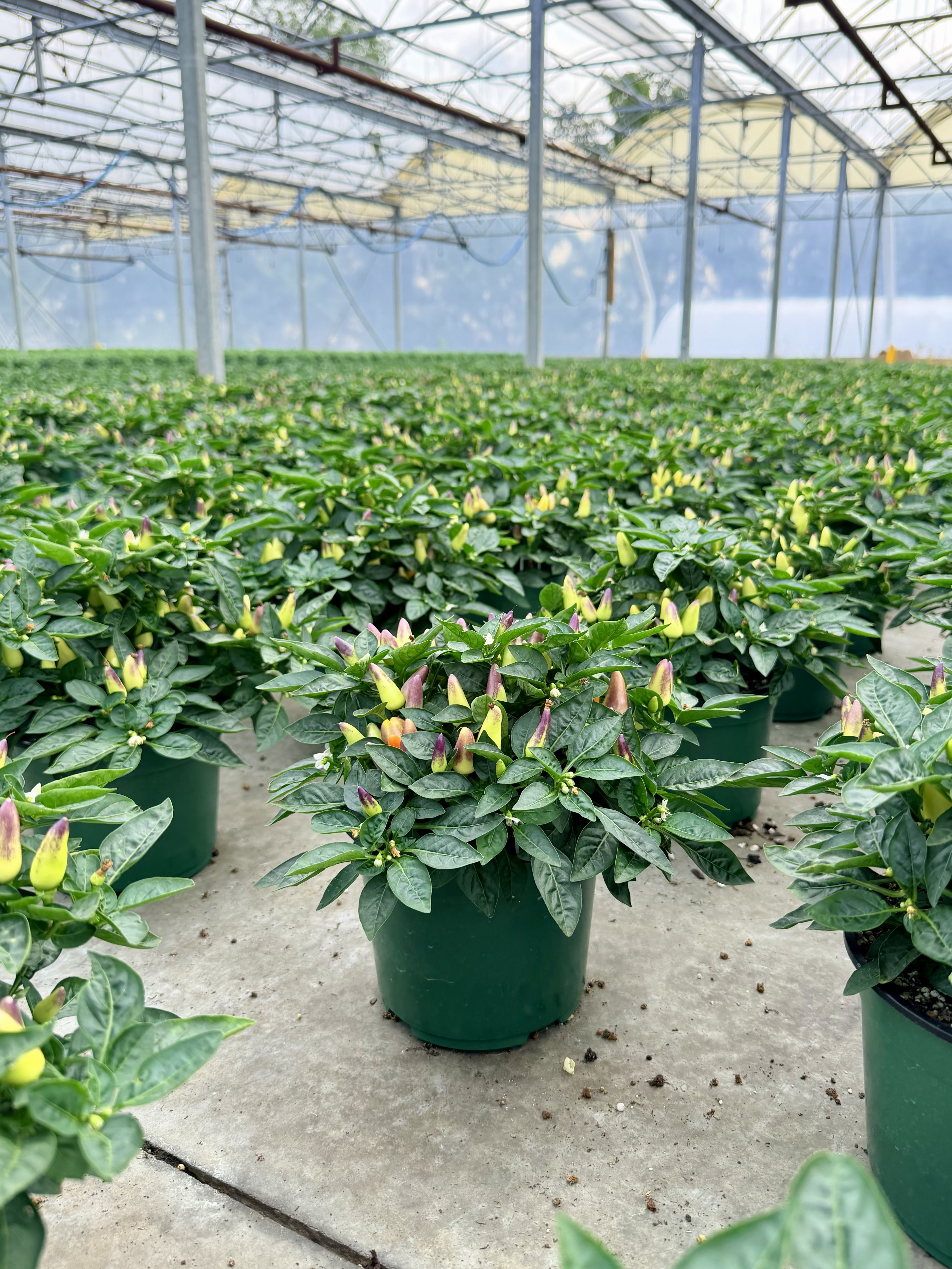 Greenhouse filled with potted plants, showcasing vibrant foliage and budding flowers.