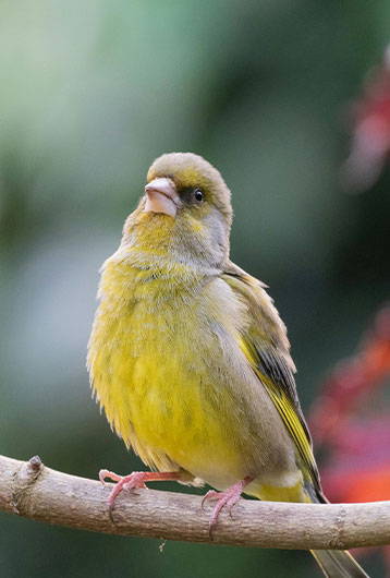 greenfinch perched on tree branch