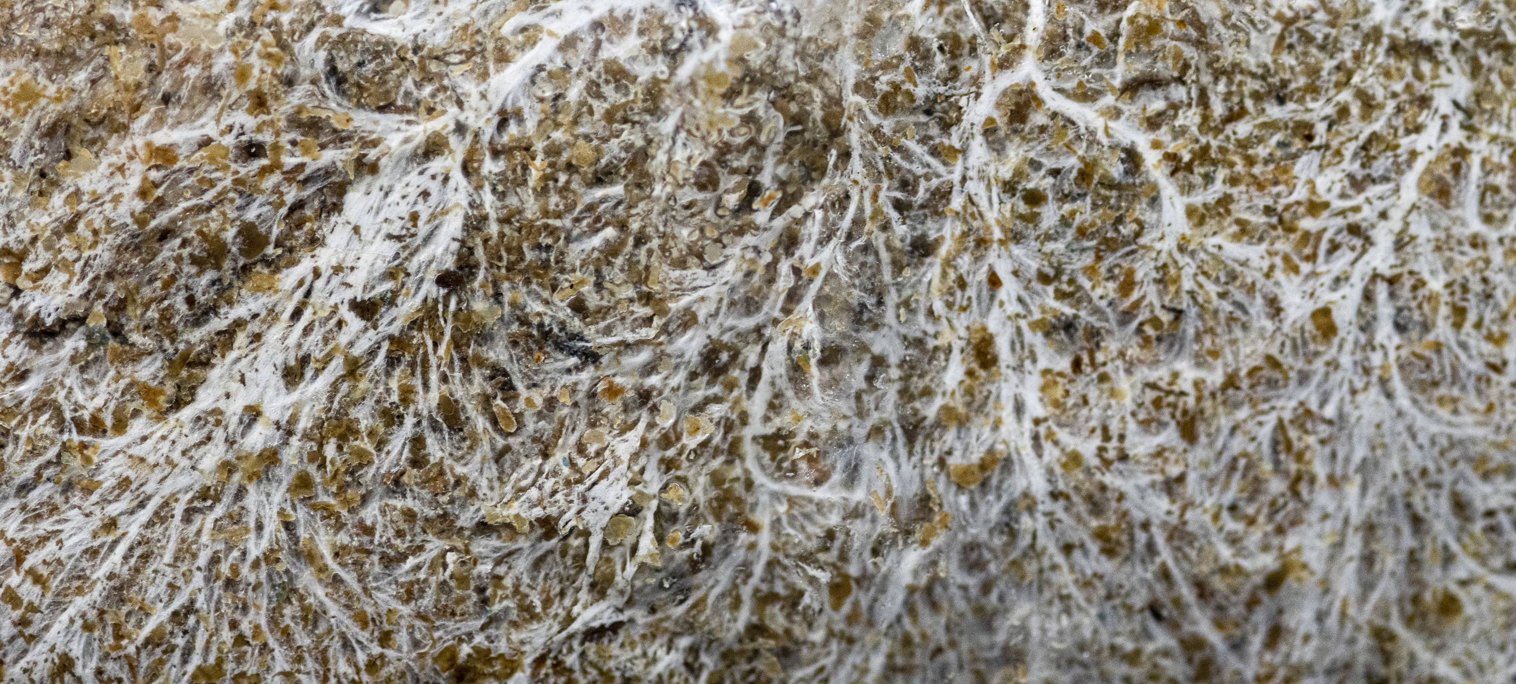 mycelium on sawdust