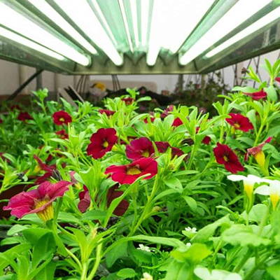 View these flowers thriving under T5 grow lights.