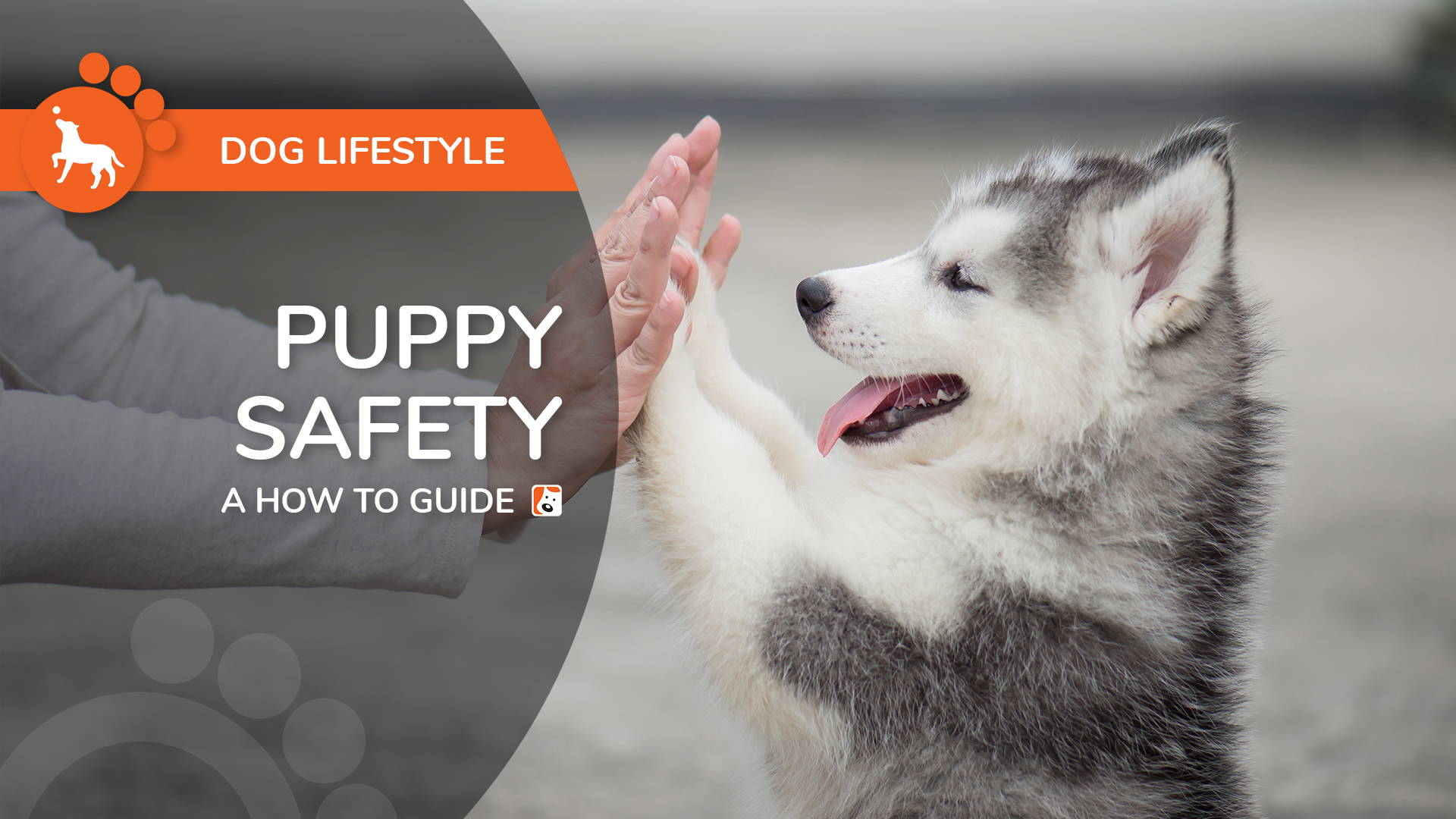 Puppy Safety Guide