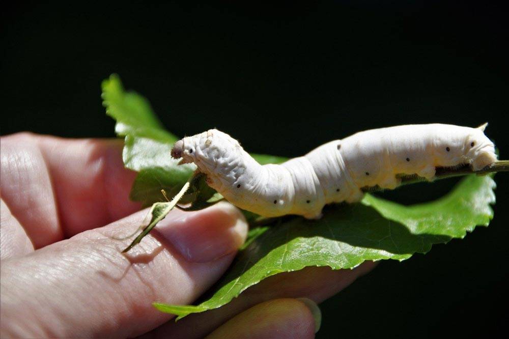 Human holding a leaf with a silk worm