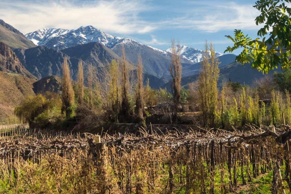 Scenic landscape with mountains, trees, and a vineyard under a blue sky.