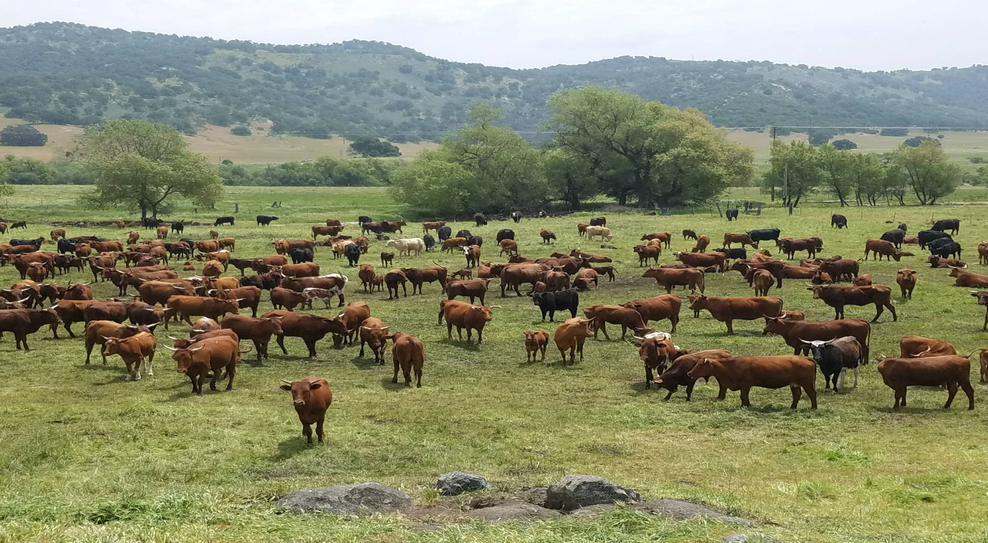 Large herd of brown Barzona horned cattle grazing on a green pasture