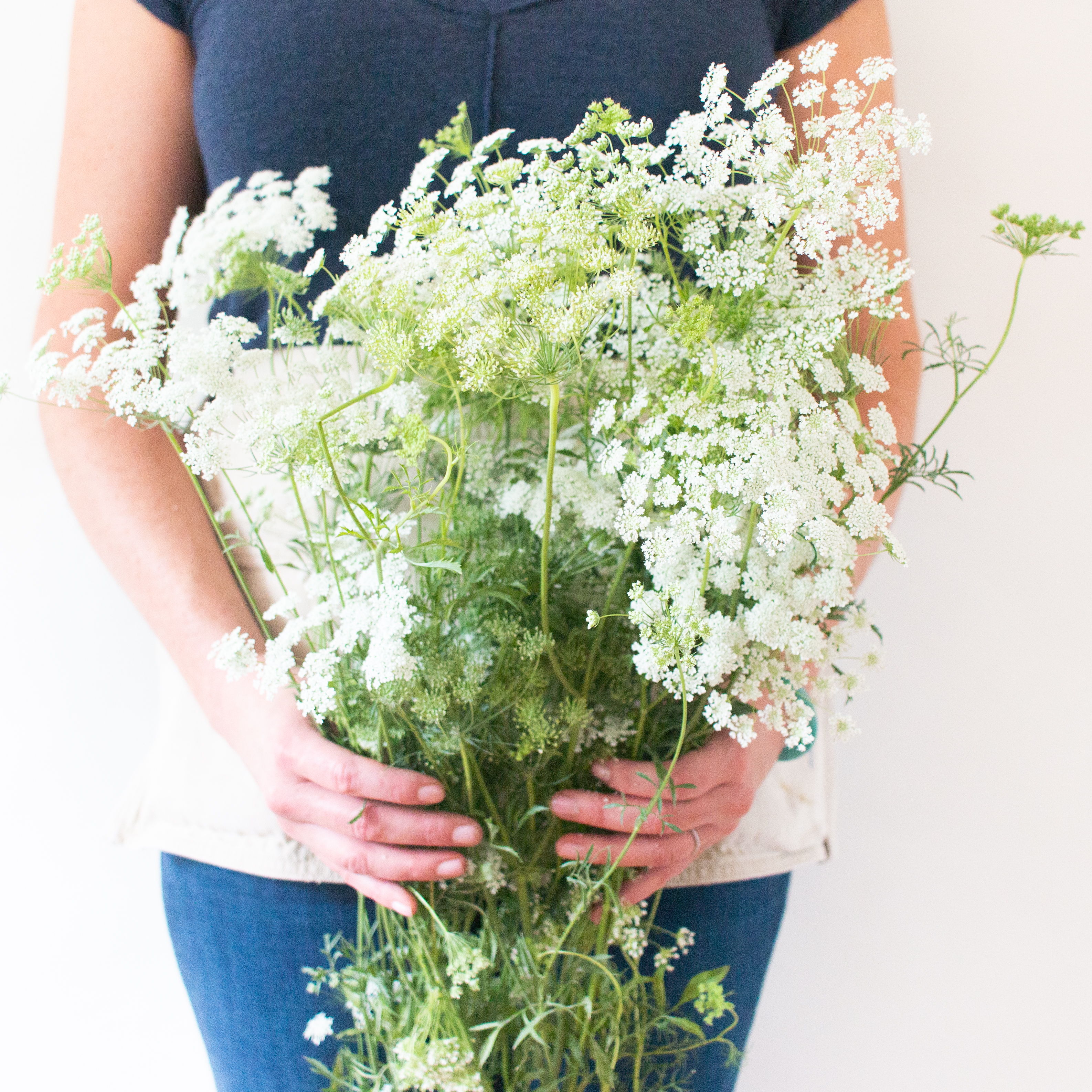 white queen annes lace