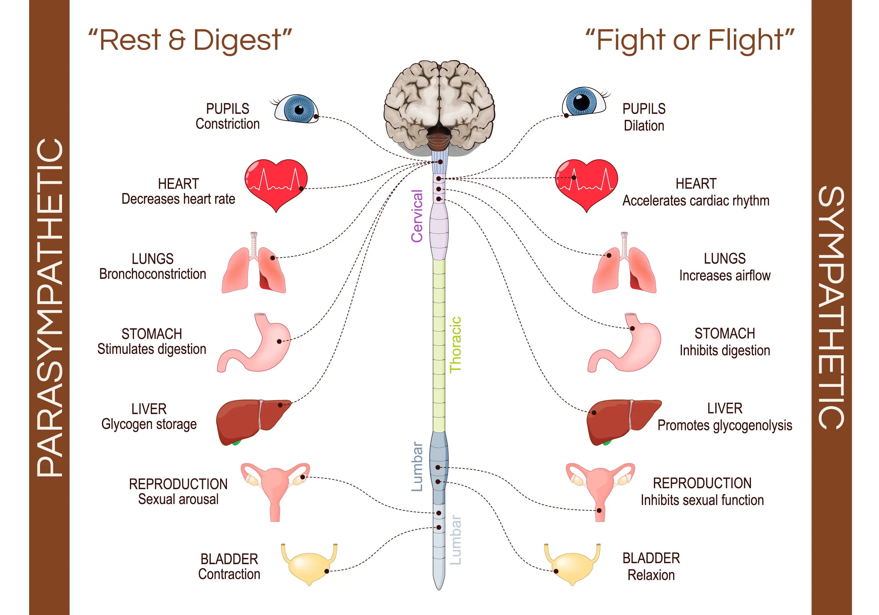 Diagram comparing parasympathetic and sympathetic nervous system responses.
