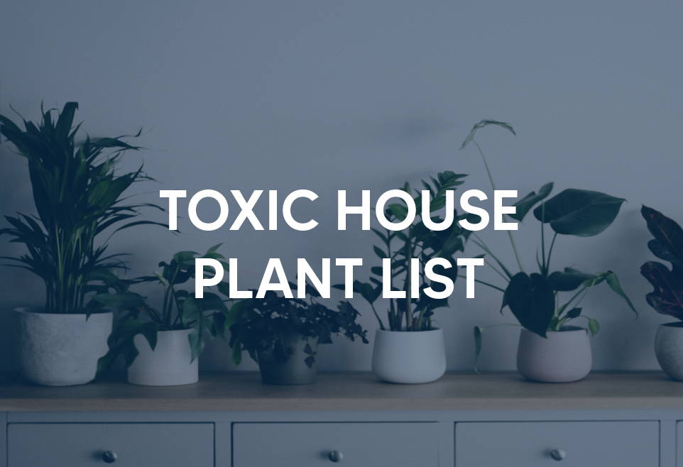 Toxic house plant list
