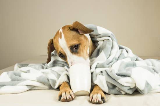 Tan and white dog sits under a grey blanket with its snout inside of a white mug
