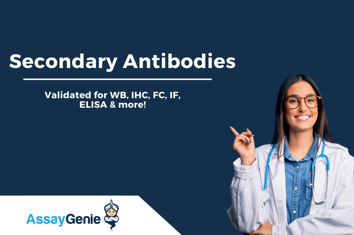 Secondary Antibodies